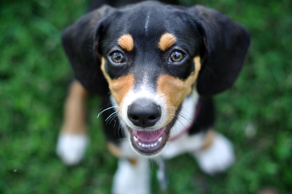 Choripan to the&nbsp;rescue!