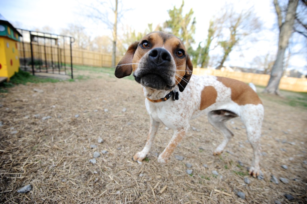 The Epic Tale of Tongo and&nbsp;Zongo