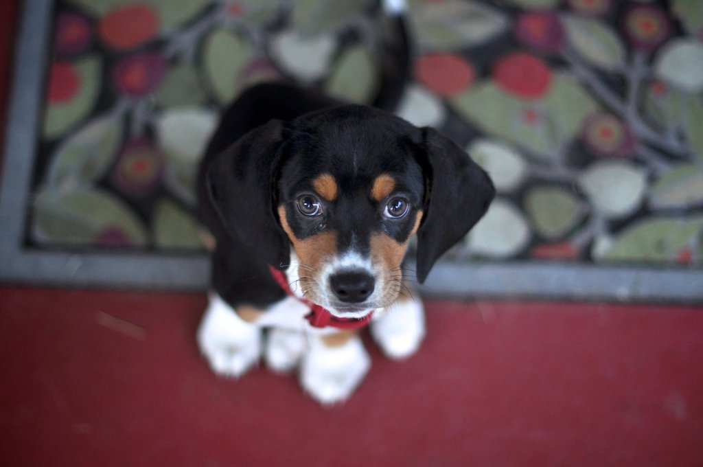 Happy Birthday Choripan!!