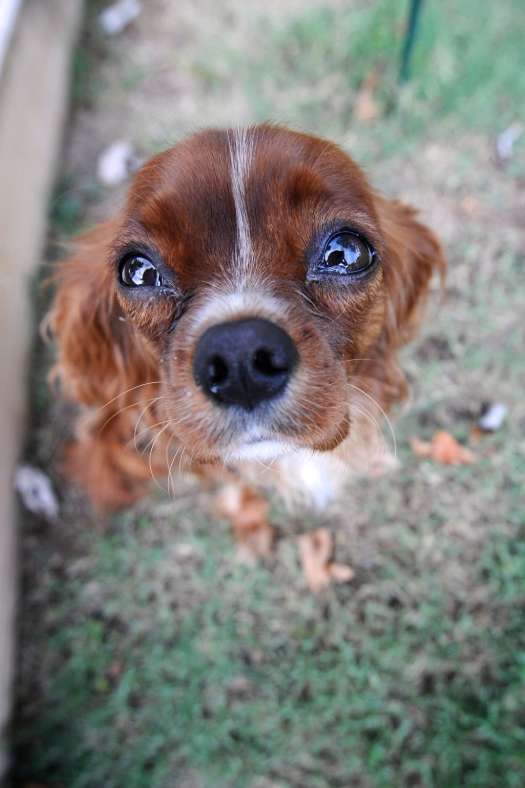 Barney Google in&nbsp;Doggoland
