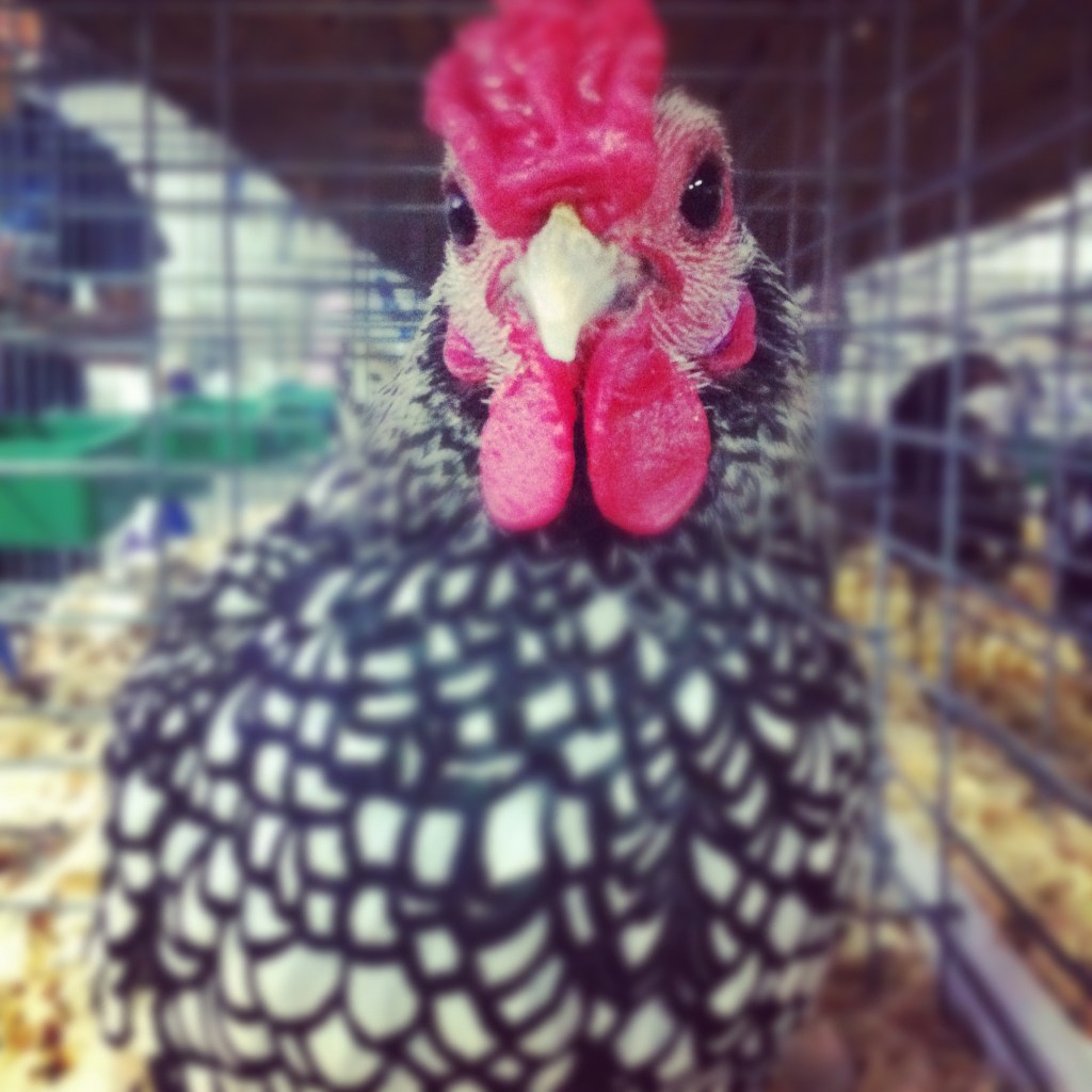 2012 TN State&nbsp;Fair!