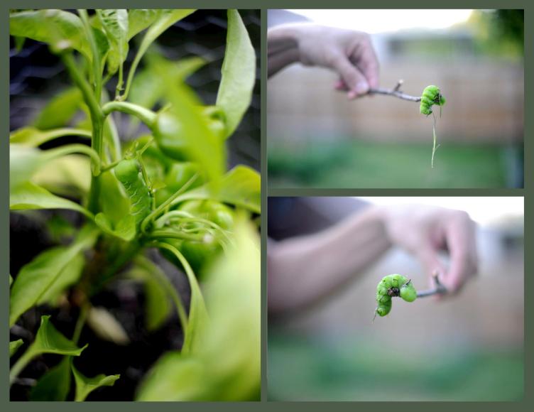 333960_805108888512_172304946_o