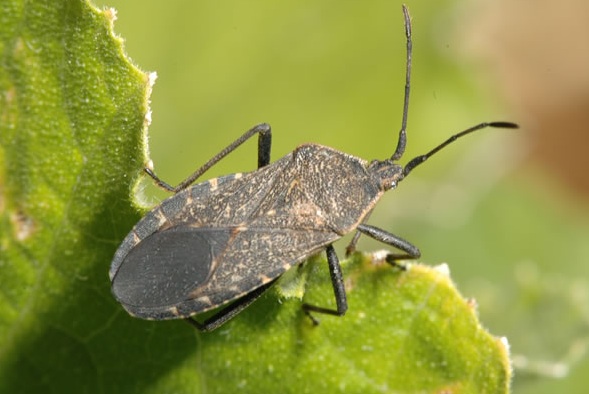adult-squash-bug
