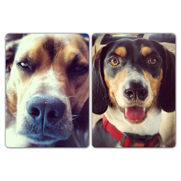 VOTE: for the next King of the&nbsp;Backyard!