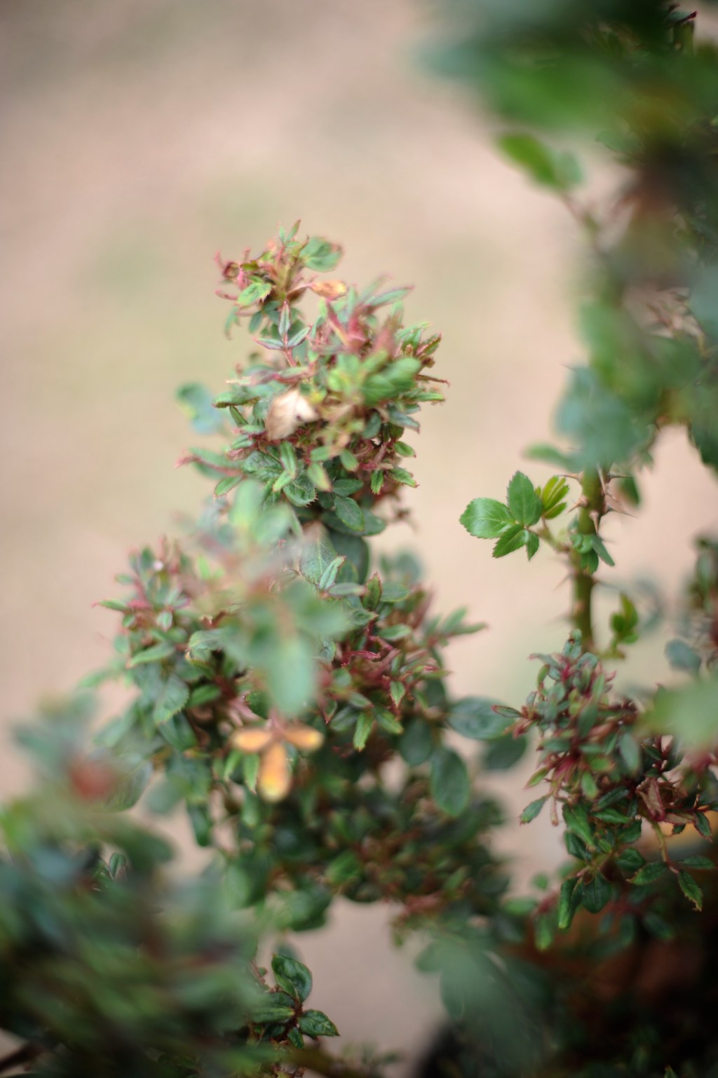 Rose Rosette attack!