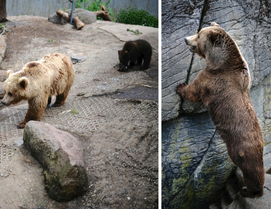 mama, baby and papa bear