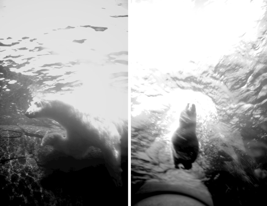 polar bear swimming BW