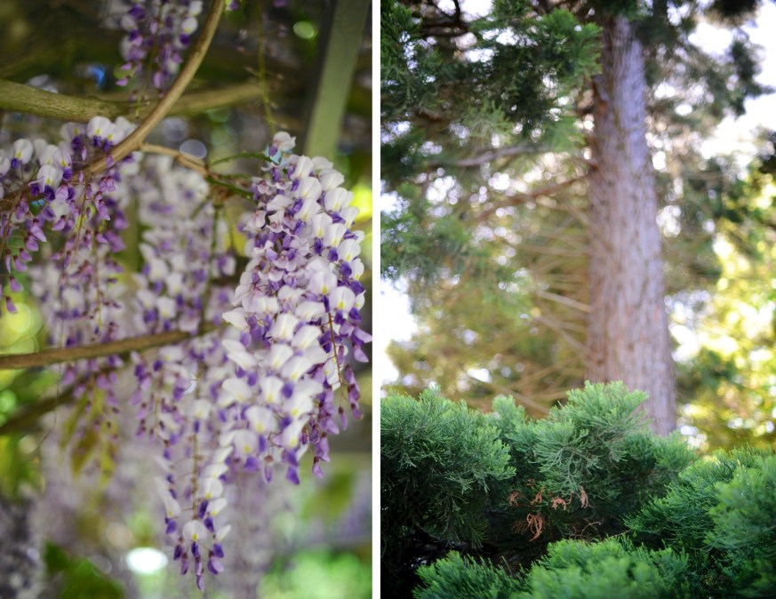 wysteria