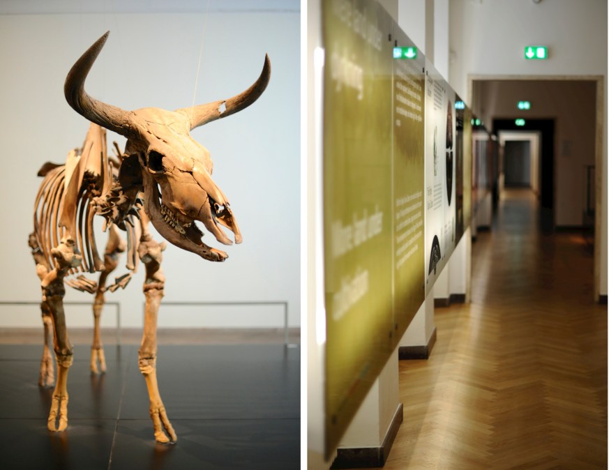 Yak skeleton museum