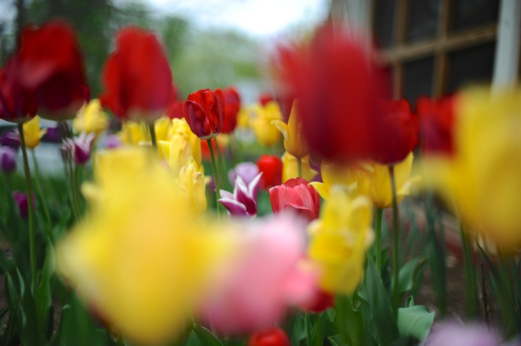 Garden update! Roses, peonies,&nbsp;pansies…!