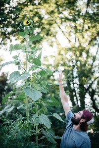 12 foot tall sunflower