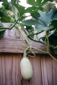 trench composting spaghetti squash