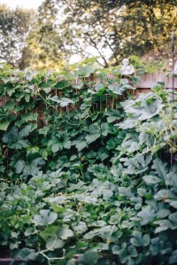 trench composting results