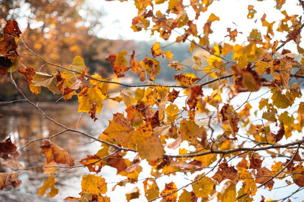 Bernheim Forest in the&nbsp;Fall
