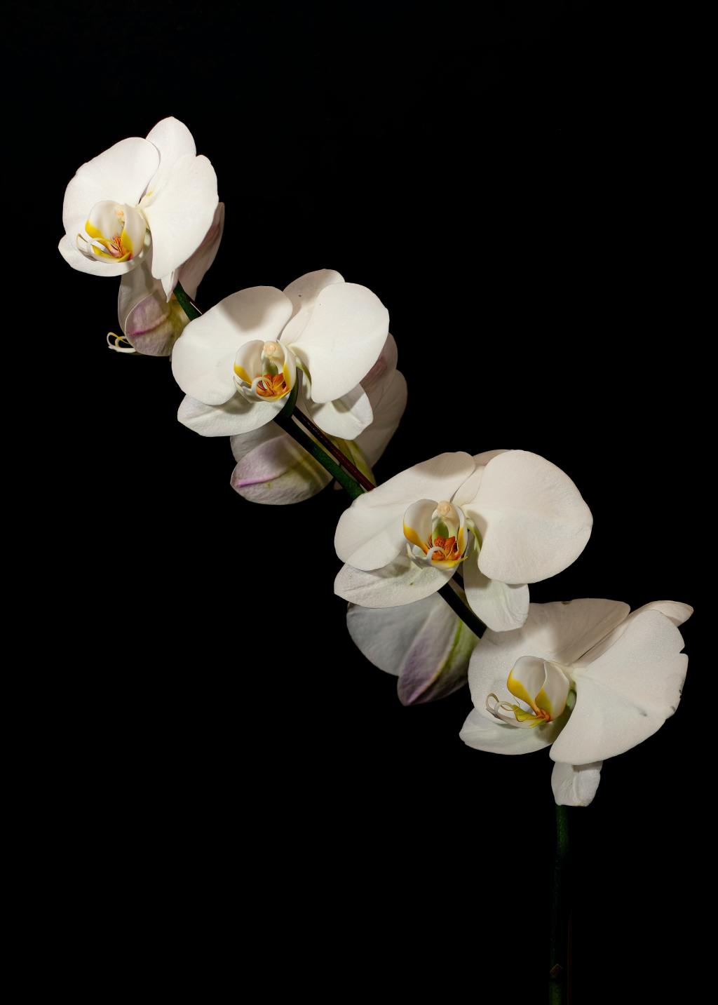 Growing Orchids at home